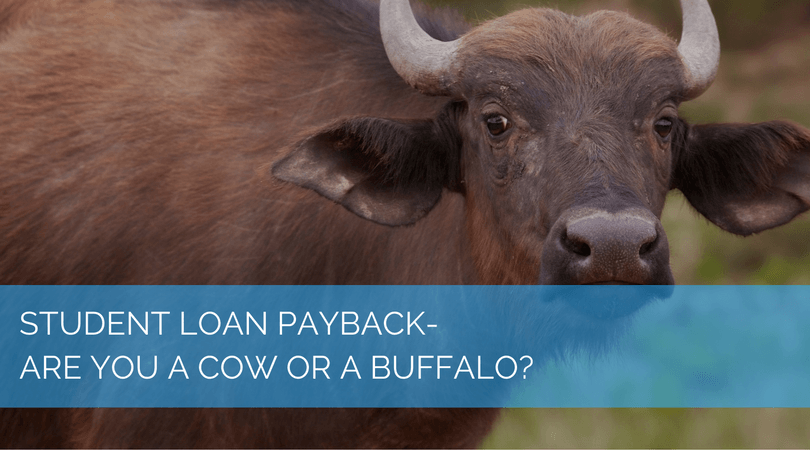 Student Loan Payback – Are You a Cow or a Buffalo?